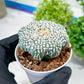 Custom Order- You'll receive the exact live plant (T2) (P4) | Las Vegas Plant | 3" Pot