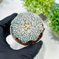 Custom Order- You'll receive the exact live plant (T2) (P4) | Las Vegas Plant | 3" Pot