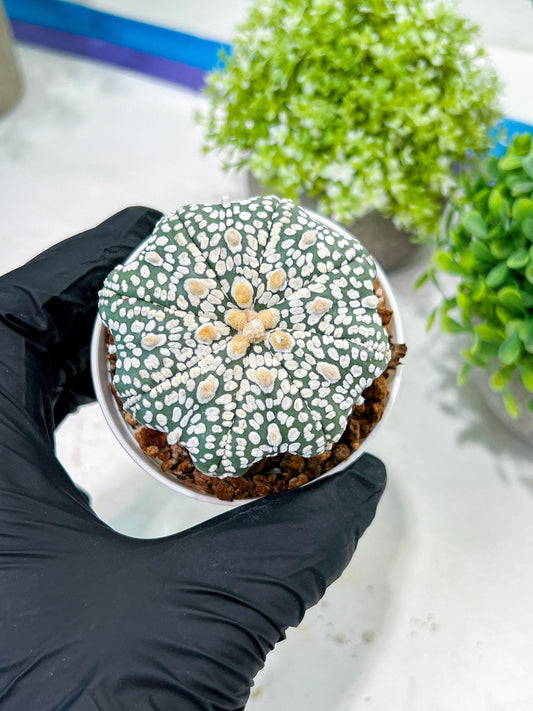 Custom Order- You'll receive the exact live plant (T2) (P4) | Las Vegas Plant | 3" Pot