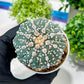 Custom Order- You'll receive the exact live plant (T2) (P5) | USA Plant Seller | 3" Pot