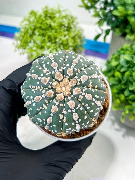 Custom Order- You'll receive the exact live plant (T2) (P5) | USA Plant Seller | 3" Pot