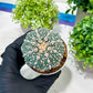 Custom Order- You'll receive the exact live plant (T2) (P5) | USA Plant Seller | 3" Pot