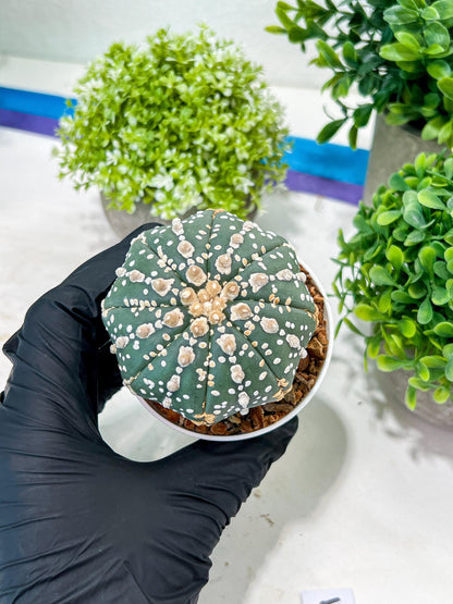 Custom Order- You'll receive the exact live plant (T2) (P5) | USA Plant Seller | 3" Pot