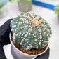 Custom Order- You'll receive the exact live plant (T2) (P5) | USA Plant Seller | 3" Pot