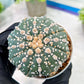 Custom Order- You'll receive the exact live plant (T2) (P5) | USA Plant Seller | 3" Pot