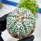 Custom Order- You'll receive the exact live plant (T2) (P6) | NEVADA Plant Shop | 3" Pot