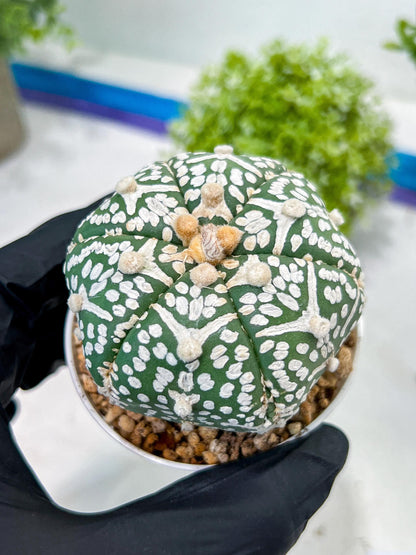 Custom Order- You'll receive the exact live plant (T2) (P6) | NEVADA Plant Shop | 3" Pot
