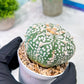 Custom Order- You'll receive the exact live plant (T2) (P6) | NEVADA Plant Shop | 3" Pot