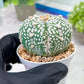 Custom Order- You'll receive the exact live plant (T2) (P6) | NEVADA Plant Shop | 3" Pot