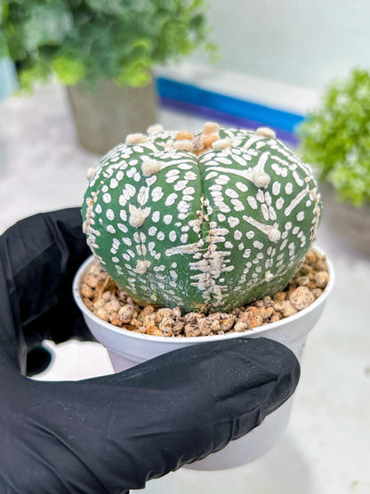 Custom Order- You'll receive the exact live plant (T2) (P6) | NEVADA Plant Shop | 3" Pot