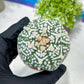Custom Order- You'll receive the exact live plant (T2) (P6) | NEVADA Plant Shop | 3" Pot
