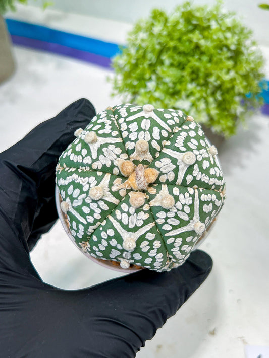 Custom Order- You'll receive the exact live plant (T2) (P6) | NEVADA Plant Shop | 3" Pot