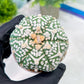 Custom Order- You'll receive the exact live plant (T2) (P6) | NEVADA Plant Shop | 3" Pot