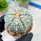 Custom Order- You'll receive the exact live plant (T2) (P6) | NEVADA Plant Shop | 3" Pot