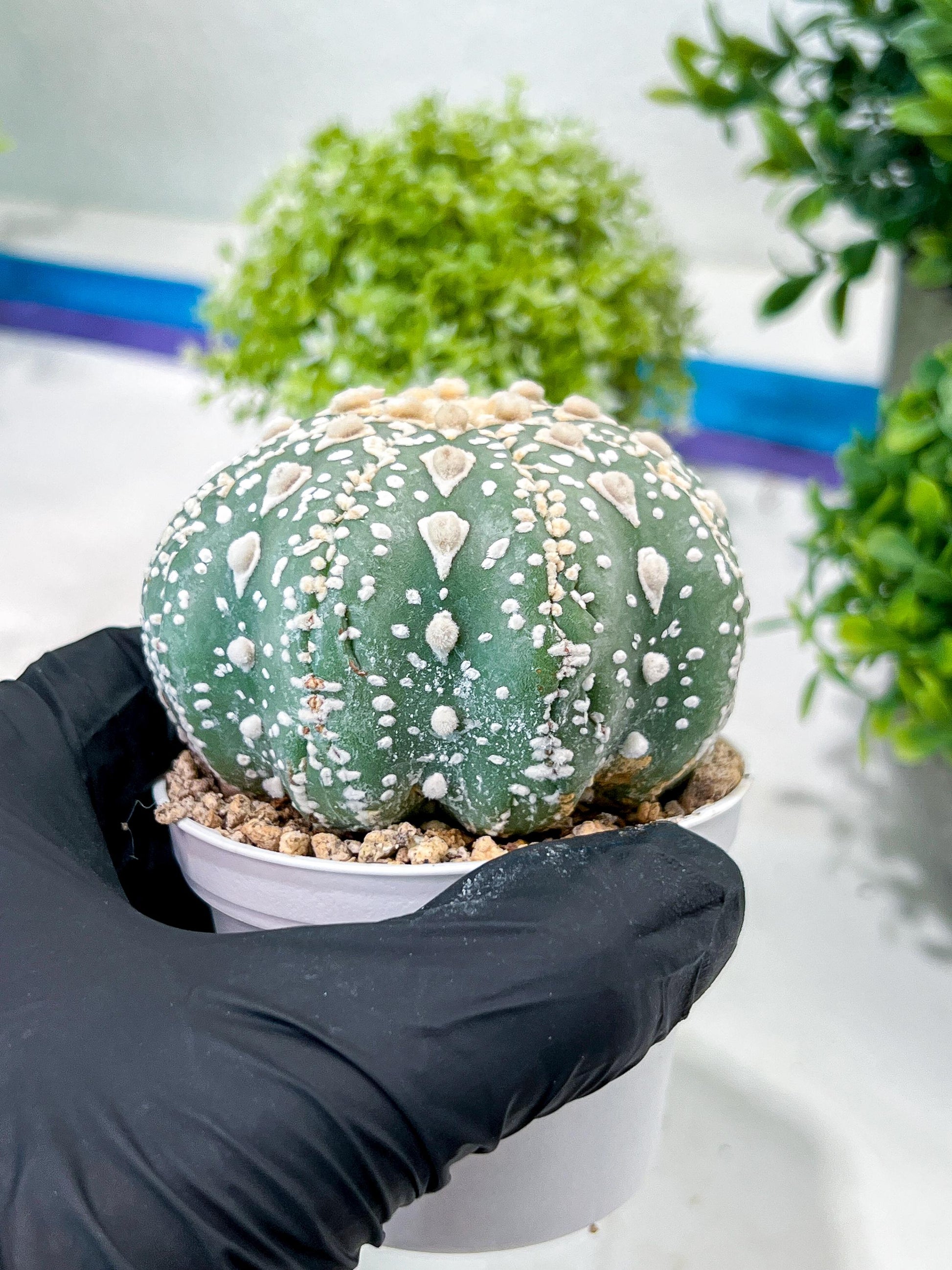 Custom Order- You'll receive the exact live plant (T2) (P7) | NEVADA Seller | 3" Pot