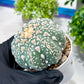 Custom Order- You'll receive the exact live plant (T2) (P7) | NEVADA Seller | 3" Pot