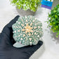 Custom Order- You'll receive the exact live plant (T2) (P7) | NEVADA Seller | 3" Pot