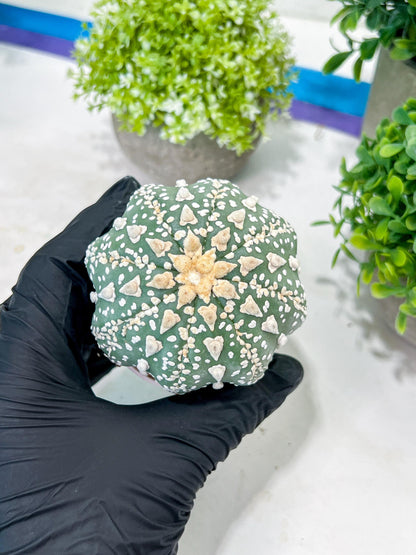 Custom Order- You'll receive the exact live plant (T2) (P7) | NEVADA Seller | 3" Pot