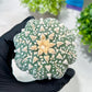 Custom Order- You'll receive the exact live plant (T2) (P7) | NEVADA Seller | 3" Pot