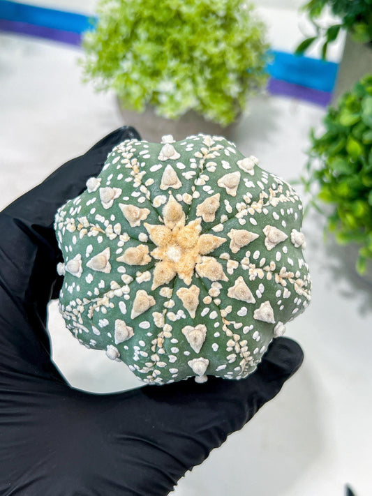 Custom Order- You'll receive the exact live plant (T2) (P7) | NEVADA Seller | 3" Pot