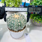 Custom Order- You'll receive the exact live plant (T2) (P7) | NEVADA Seller | 3" Pot