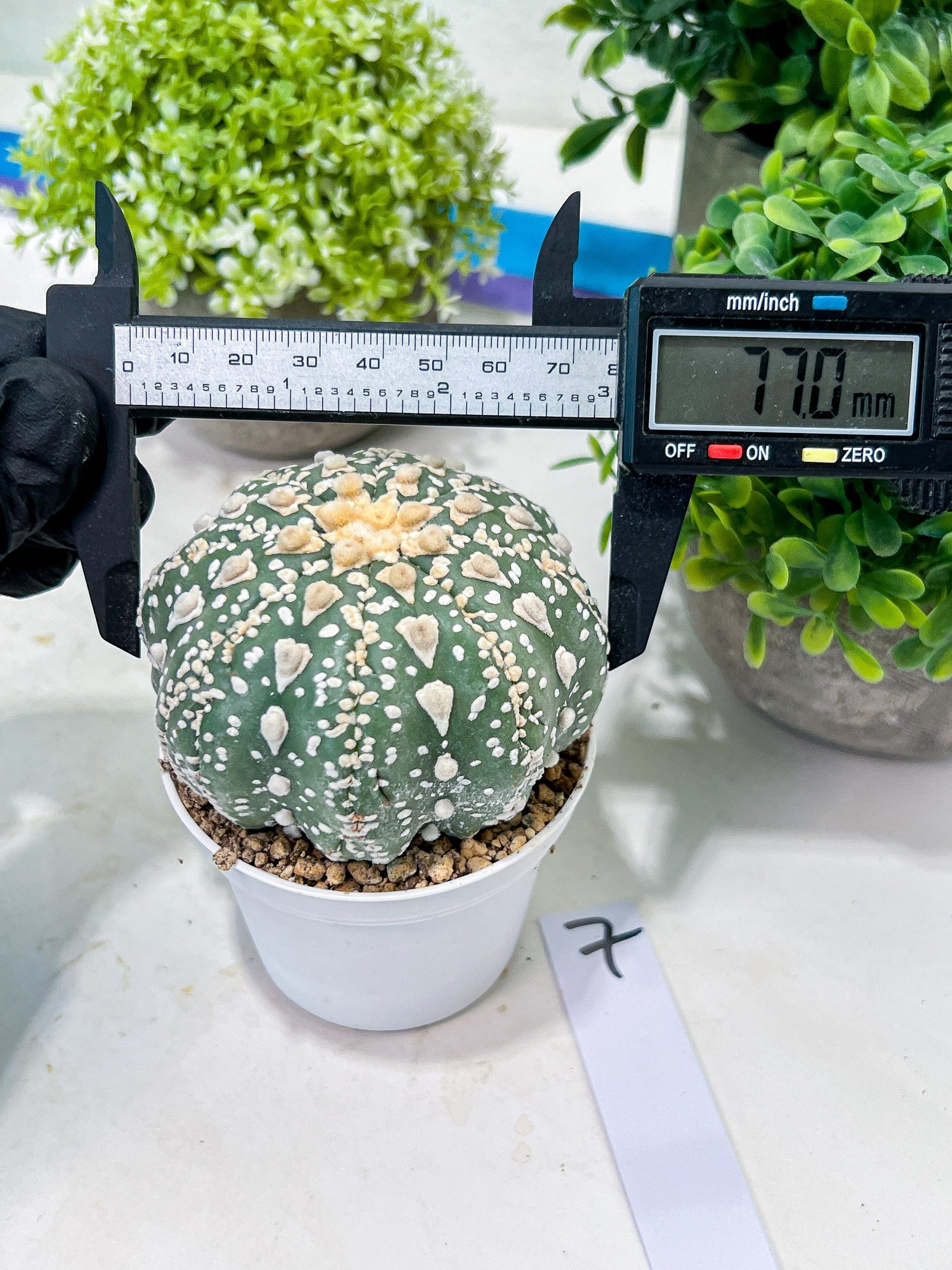 Custom Order- You'll receive the exact live plant (T2) (P7) | NEVADA Seller | 3" Pot