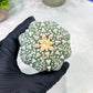 Custom Order- You'll receive the exact live plant (T2) (P7) | NEVADA Seller | 3" Pot