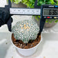 Custom Order- You'll receive the exact live plant (T2) (P4) | Las Vegas Plant | 3" Pot