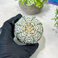 Custom Order- We’ll send you the exact live plant pictured (T2) (Y1) | NEVADA Plant Seller | 3" Pot
