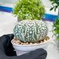 Custom Order- We’ll send you the exact live plant pictured (T2) (Y1) | NEVADA Plant Seller | 3" Pot