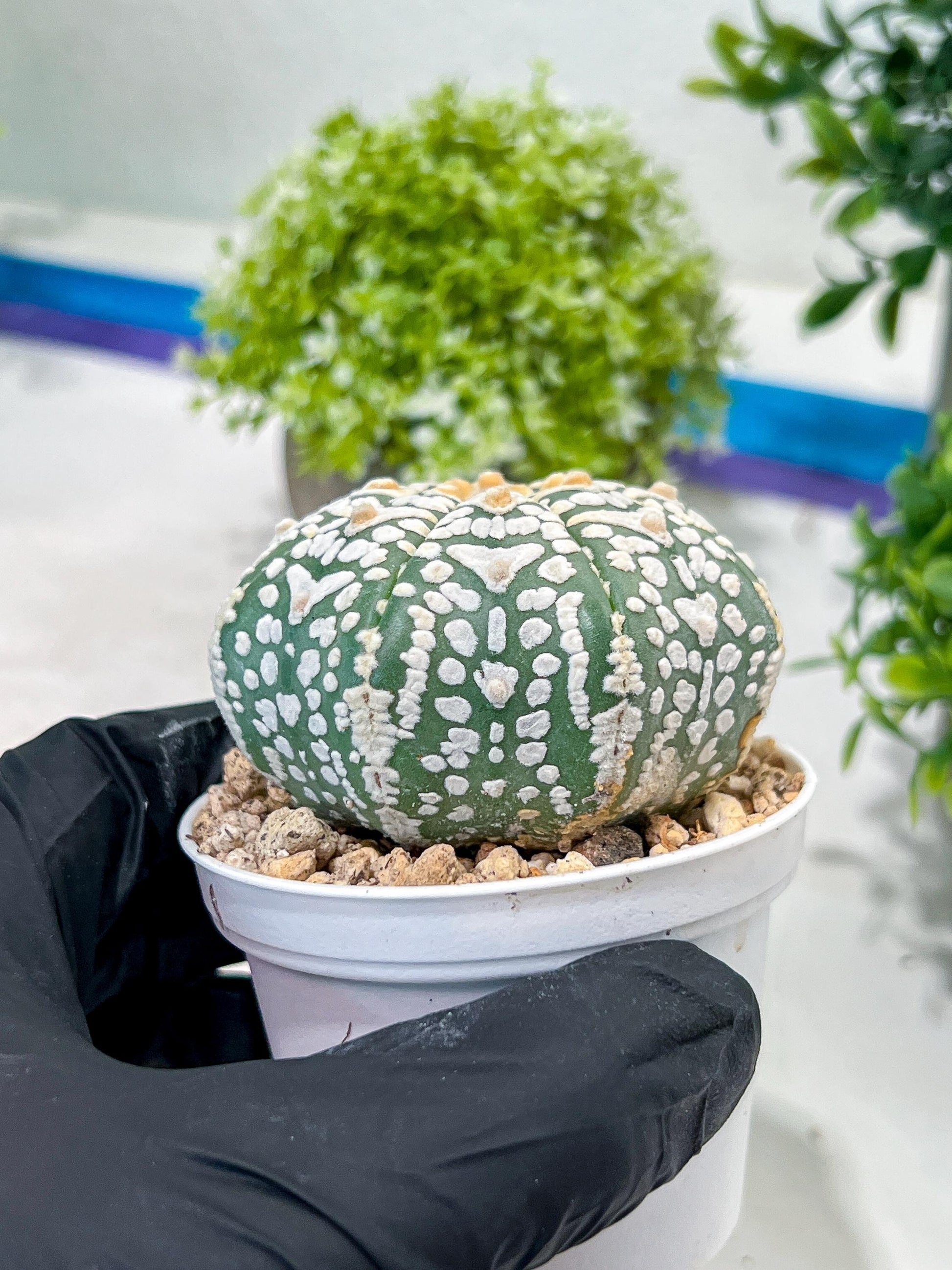 Custom Order- We’ll send you the exact live plant pictured (T2) (Y1) | NEVADA Plant Seller | 3" Pot