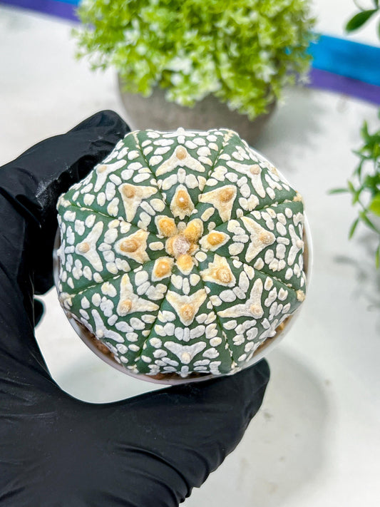 Custom Order- We’ll send you the exact live plant pictured (T2) (Y1) | NEVADA Plant Seller | 3" Pot