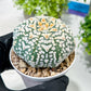 Custom Order- We’ll send you the exact live plant pictured (T2) (Y1) | NEVADA Plant Seller | 3" Pot