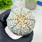 Custom Order- We’ll send you the exact live plant pictured (T2) (Y1) | NEVADA Plant Seller | 3" Pot