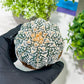 Custom Order- You'll receive the exact live plant (T2) (Y2) | Las Vegas Seller | 3" Pot