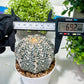 Custom Order- You'll receive the exact live plant (T2) (Y2) | Las Vegas Seller | 3" Pot