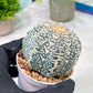 Custom Order- You'll receive the exact live plant (T2) (Y2) | Las Vegas Seller | 3" Pot