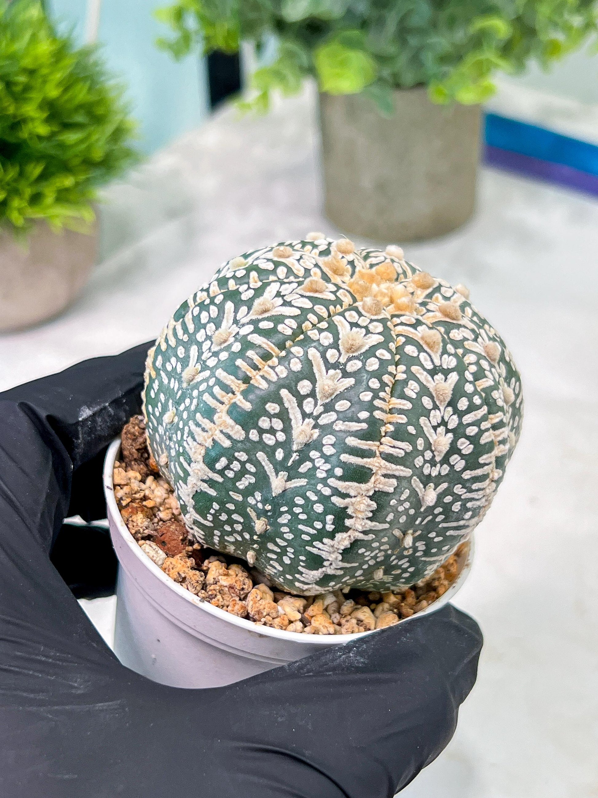 Custom Order- You'll receive the exact live plant (T2) (Y2) | Las Vegas Seller | 3" Pot