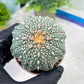 Custom Order- You will get the exact plant (T2) (Y3) | USA Plant Seller | 3" Pot
