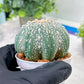 Custom Order- You will get the exact plant (T2) (Y3) | USA Plant Seller | 3" Pot