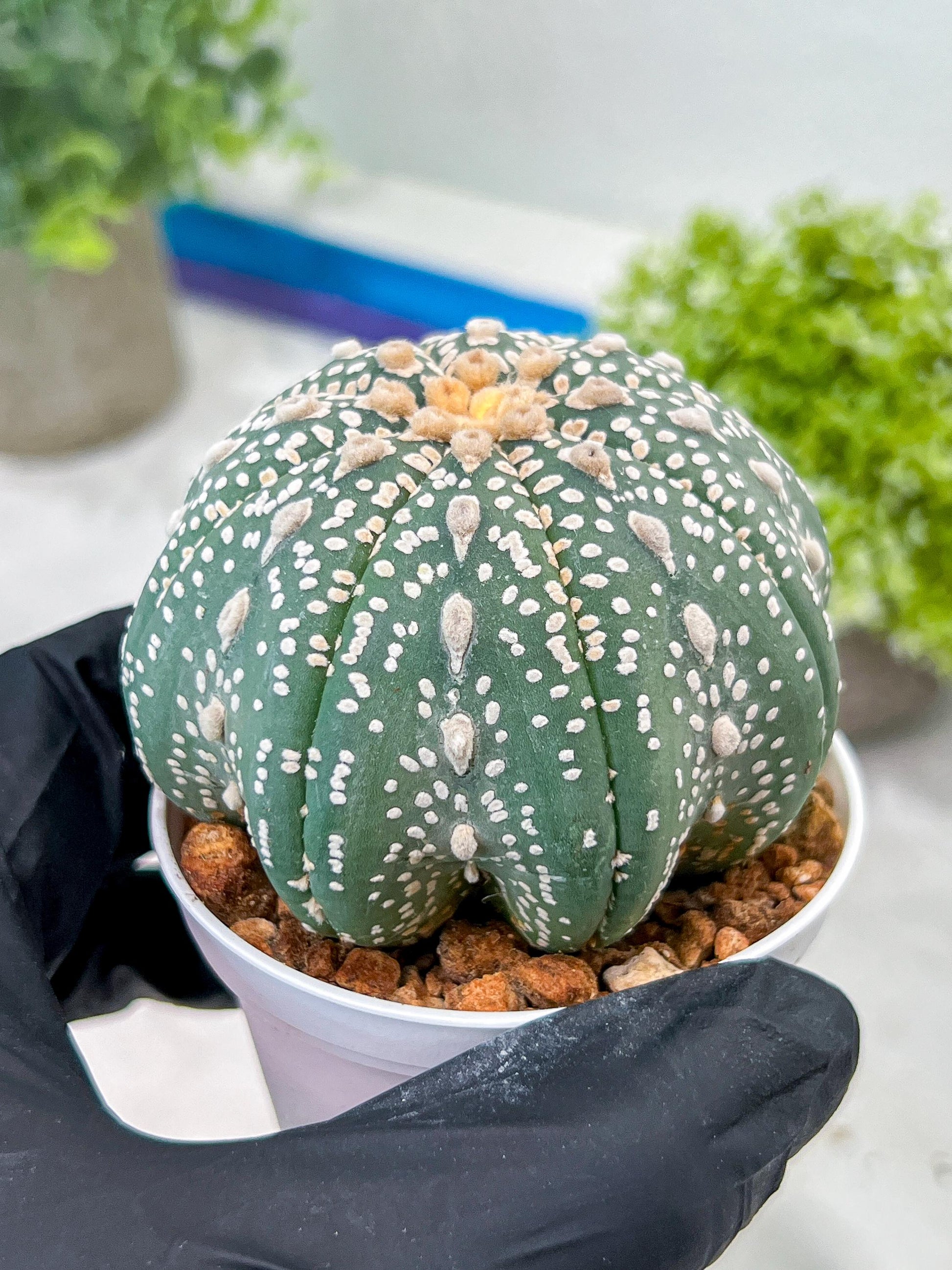 Custom Order- You will get the exact plant (T2) (Y3) | USA Plant Seller | 3" Pot