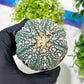 Custom Order- You'll receive the exact live plant (T2) (Y4) | Las Vegas Plant | 3" Pot