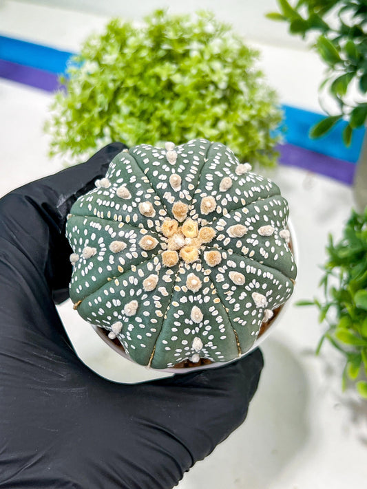 Custom Order- You'll receive the exact live plant (T2) (Y4) | Las Vegas Plant | 3" Pot