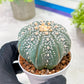 Custom Order- You'll receive the exact live plant (T2) (Y4) | Las Vegas Plant | 3" Pot