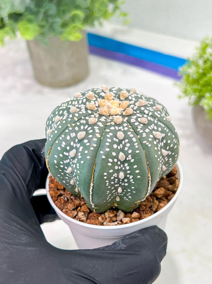 Custom Order- You'll receive the exact live plant (T2) (Y4) | Las Vegas Plant | 3" Pot