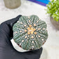Custom Order- You'll receive the exact live plant (T2) (Y4) | Las Vegas Plant | 3" Pot