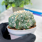 Custom Order- You'll receive the exact live plant (T2) (Y5) | USA Plant Seller | 3" Pot