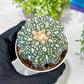 Custom Order- You'll receive the exact live plant (T2) (Y5) | USA Plant Seller | 3" Pot