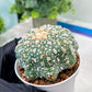 Custom Order- You'll receive the exact live plant (T2) (Y5) | USA Plant Seller | 3" Pot