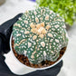 Custom Order- You'll receive the exact live plant (T2) (Y5) | USA Plant Seller | 3" Pot